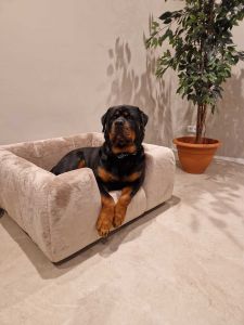 Hondenmand Cats en Dogs met luxe stof