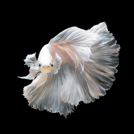 Alu Art White Beta Fish