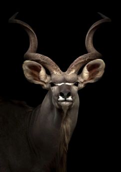 Schilderij tempered glass kudu