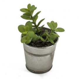 Kunstplant Succulent in pot 13cm