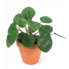 Kunstplant Pannekoekplantje in pot 15cm
