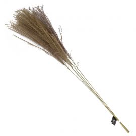 Gedroogde pluimen paardenstaart (5 stuks)