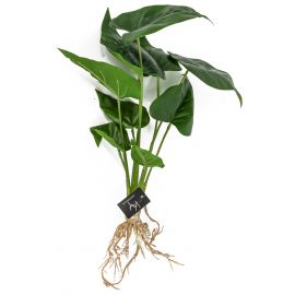 Kunstplant Flamingoplant 45cm met wortels